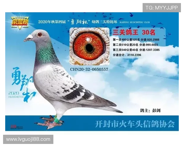 包头信鸽协会2024春季特比环大赛全程高清直播